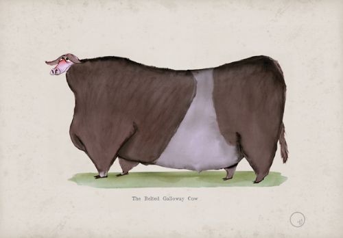 The Belted Galloway Cow, fun heritage art print by Tony Fernandes